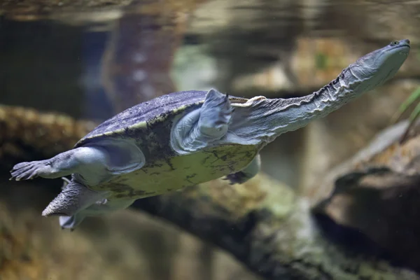 Siebenrock-Schlangenhalsschildkröte (chelodina siebenrocki)). — Stockfoto