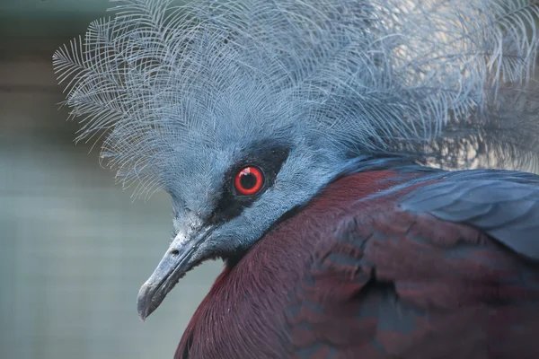 Southern crowned pigeon (Goura scheepmakeri sclateri). — Stock Photo, Image