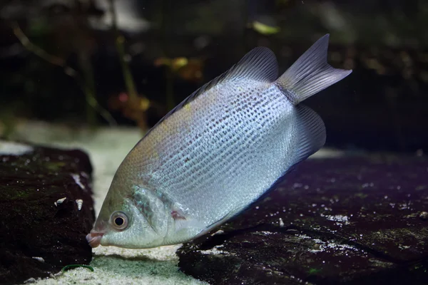 Beijos gourami (Helostoma temminckii ) — Fotografia de Stock