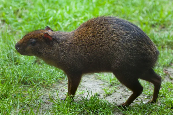 Orta Amerika agutisi (Dasyprocta punctata) — Stok fotoğraf