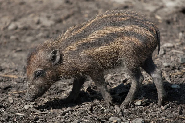 Cerdo verrugoso de Visaya (Sus cebifrons ). —  Fotos de Stock