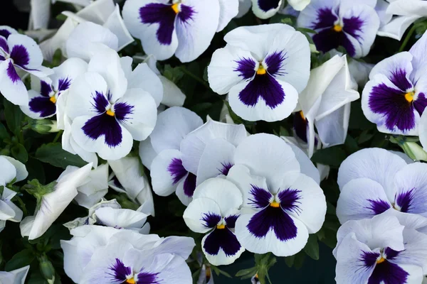 Jardim pansy (Viola tricolor var. hortensis ). — Fotografia de Stock