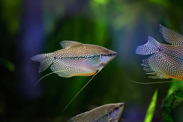 Perlen-Gourami (Trichopodus leerii)) — Stockfoto