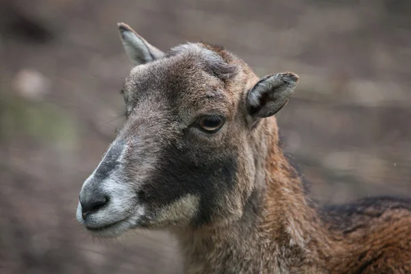 European mouflon (Ovis orientalis musimon). — Stock Photo, Image