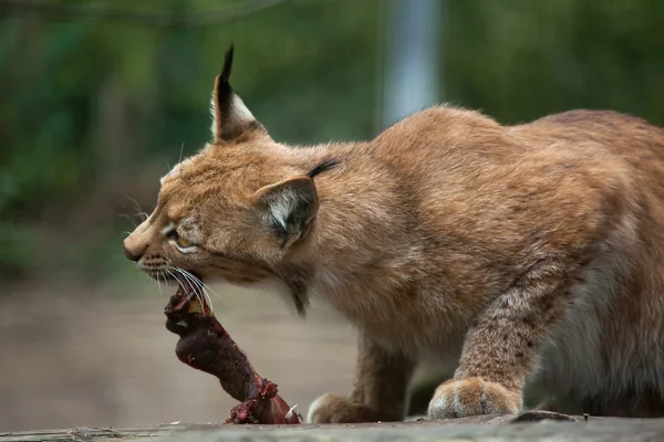 Północnej rysia (lynx Lynx lynx). — Zdjęcie stockowe