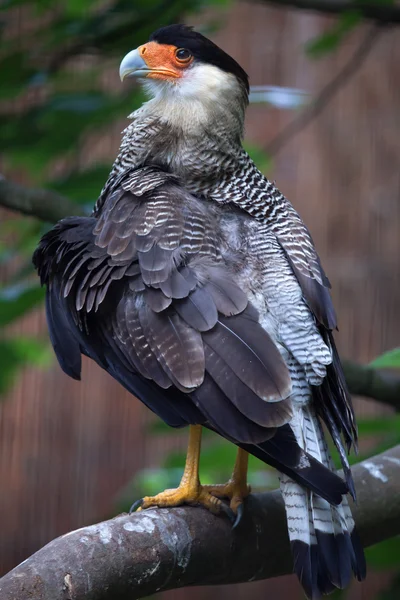 Crested Caracara settentrionale (caracara cheriway). — Foto Stock