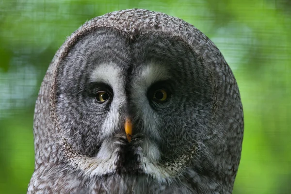 Great grey owl (Strix nebulosa). — Stock Photo, Image