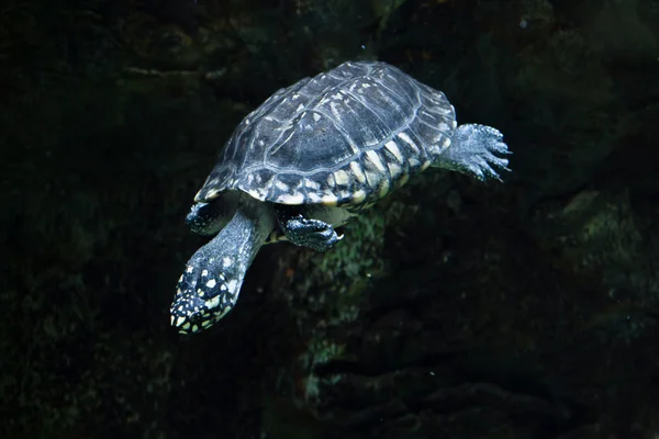 Black pond turtle (Geoclemys hamiltonii) — Stock Photo, Image