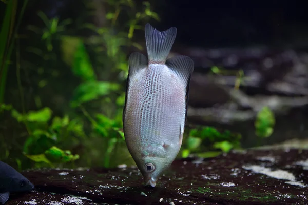 Gurami całujący (Helostoma temminckii) — Zdjęcie stockowe