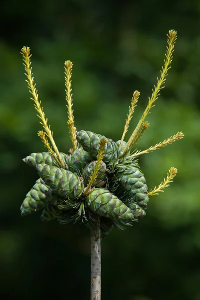 Enebro común (Juniperus communis ). — Foto de Stock