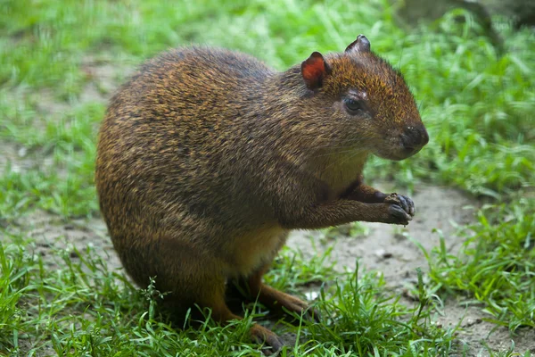 Centralamerikanska agouti (Dasyprocta punctata) — Stockfoto