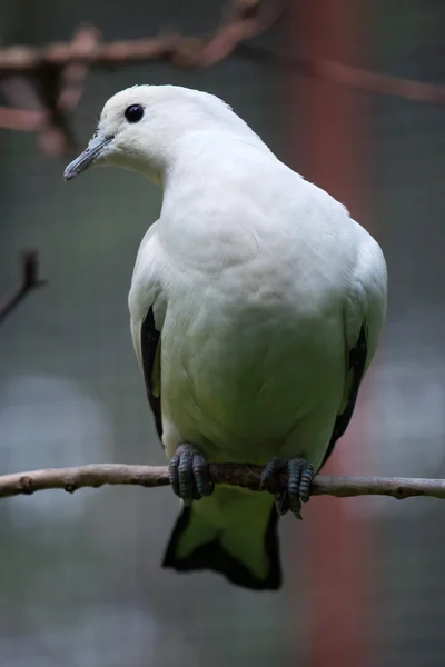 Pombo imperial recheado (Ducula bicolor ). — Fotografia de Stock