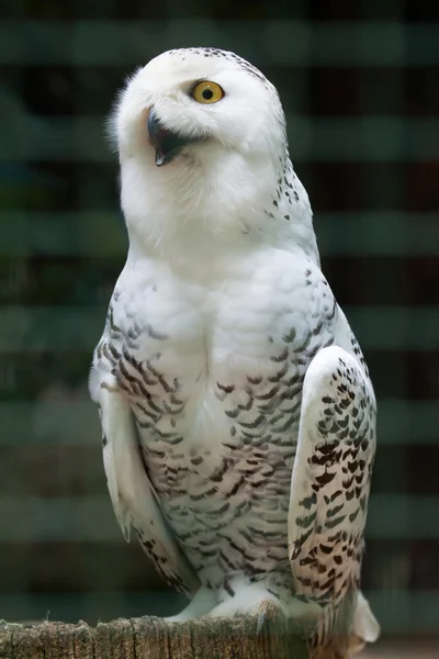 Snowy owl (Bubo scandiacus). — Stock Photo, Image
