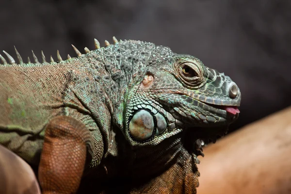 Yeşil iguana (Iguana Iguana). — Stok fotoğraf