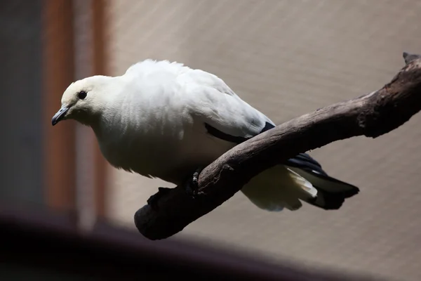 Rybařík imperiální Holub (Ducula bicolor). — Stock fotografie