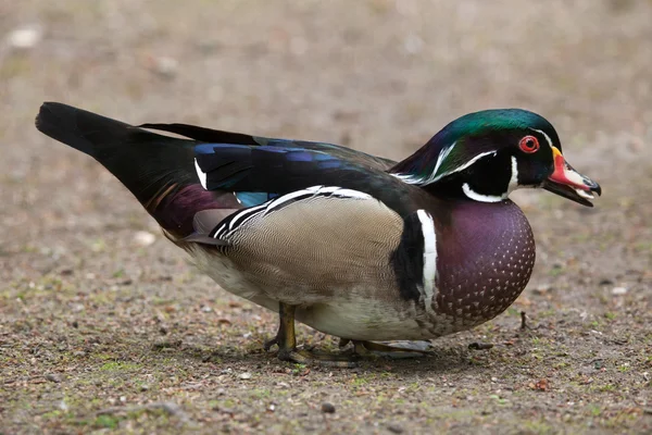 ノースカロライナ州鴨 (Aix sponsa). — ストック写真