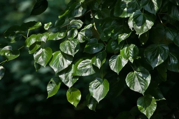 Caucasian linden (Tilia euchlora) — Stock Photo, Image
