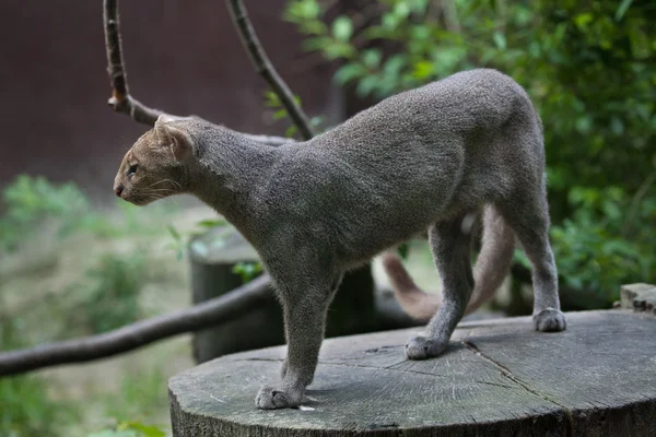 Jaguarundi (Puma yagouaroundi) — Stockfoto
