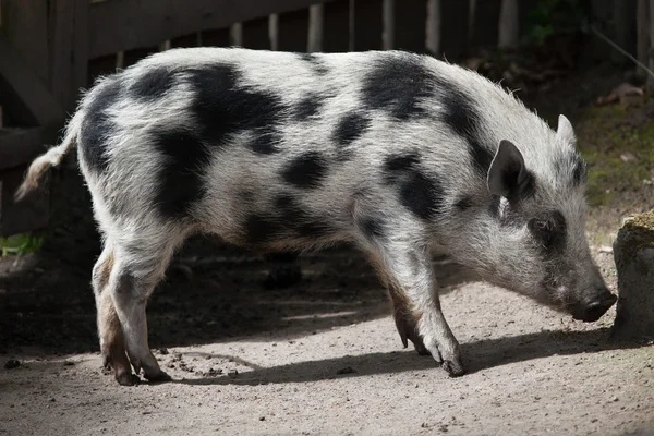 Gottingen krwi (Sus scrofa domesticus). — Zdjęcie stockowe