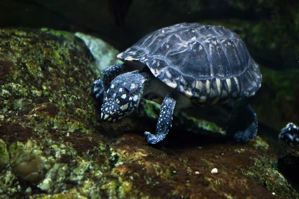 Чёрная черепаха (Geoclemys hamiltonii ) — стоковое фото