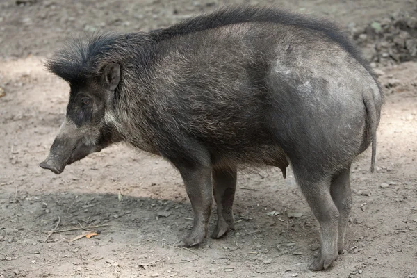 Babi Visayan (Sue cebifrons) ). — Stok Foto