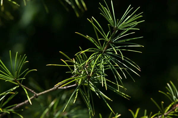 Japanese umbrella pine (Sciadopitys verticillata) — Stock Photo, Image