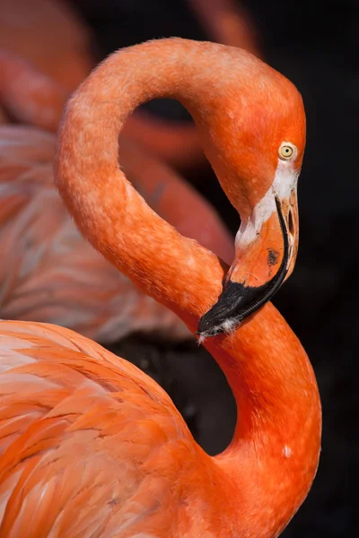 Flamingo caribenho (Phoenicopterus ruber ) — Fotografia de Stock