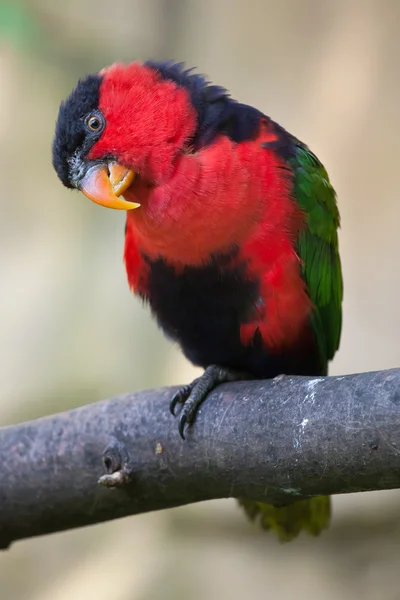 Lori dal cappuccio nero (Lorius lory erythrothorax ) — Foto Stock