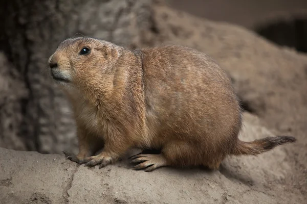 Chien de prairie (Cynomys ludovicianus)). Images De Stock Libres De Droits