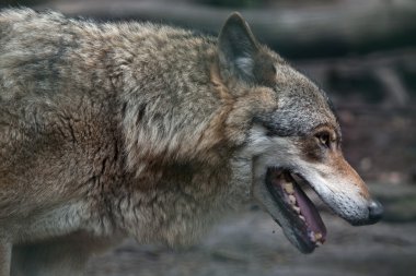 Avrasya kurt (Canis lupus lupus)