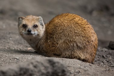 Sarı gelincik (cynictis penicillata)