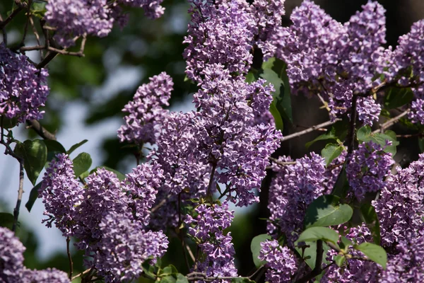 Lila floreciente (Syringa vulgaris ) — Foto de Stock