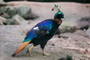 Himalayan monal (Lophophorus impejanus)