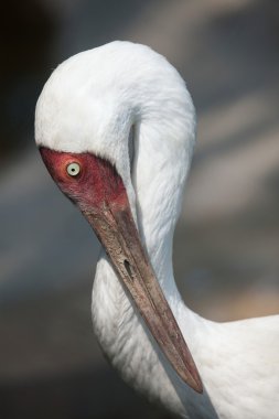 Sibirya vinç (grus leucogeranus)