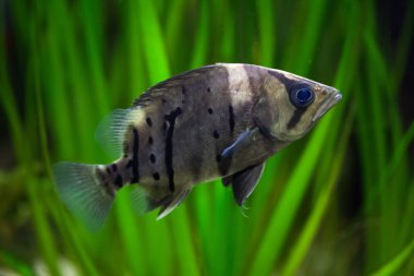 Endonezya tigerfish (Datnioides microlepis)