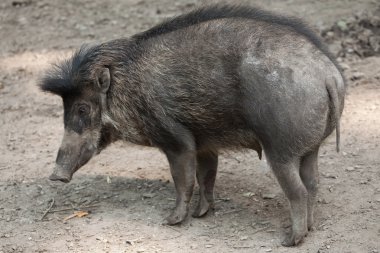 Visayan Sigilli domuz