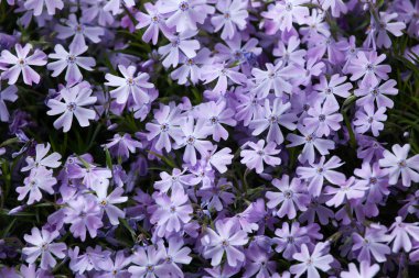 Sürünen phlox çiçekler 
