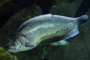 Palyaço knifefish (Chitala süslü)
