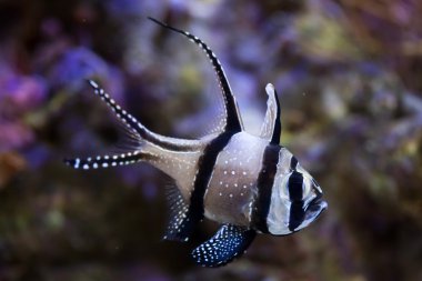 banggai Kardinaller (pterapogon kauderni)