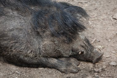 Visayan Sigilli domuz