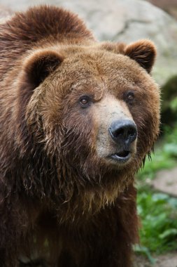 Anakara boz (Ursus arctos horribilis)