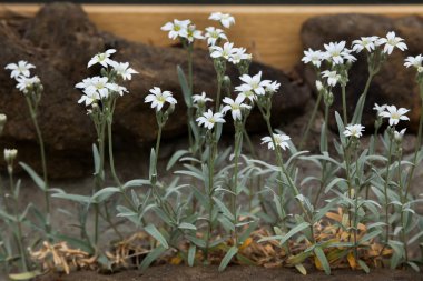 Snow-in-Summer (Cerastium tomentosum)