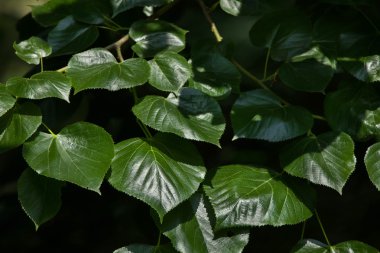 Beyaz ıhlamur (Tilia euchlora)