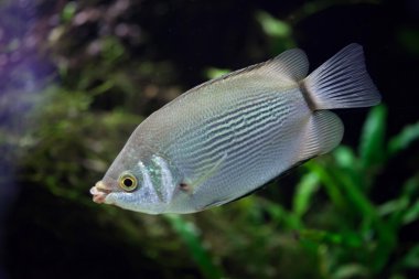 Öpüşen gurami (Helostoma temmincki)