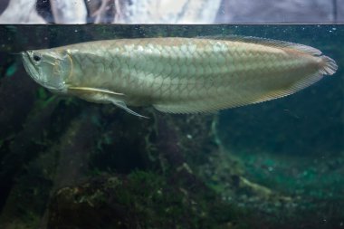Gümüş arowana (osteoglossum bicirrhosum)