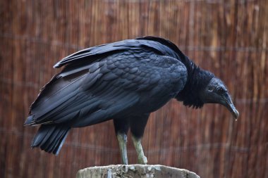 American black vulture clipart