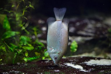 Öpüşen gurami (Helostoma temmincki)