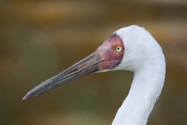 Sibirya vinç (grus leucogeranus)
