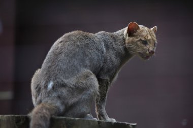 Jaguarundi (Puma yagouaroundi)