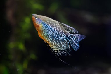 İnci gurami (Trichopodus leerii)